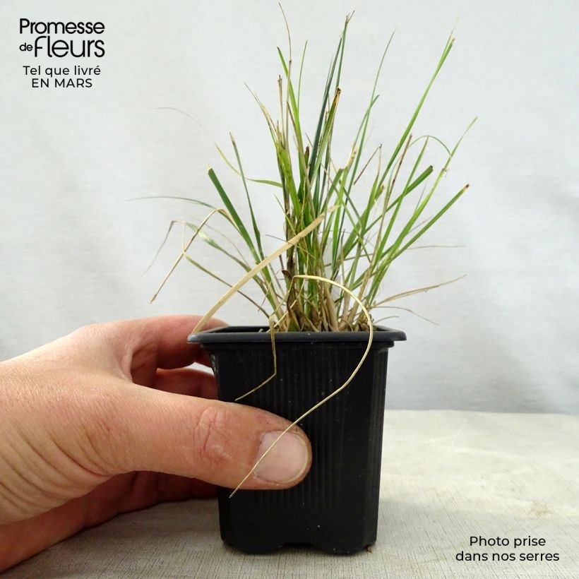 Exemplaar van Ampelodesmos mauritanicus Kweekpotje van 8/9 cm zoals geleverd in de lente