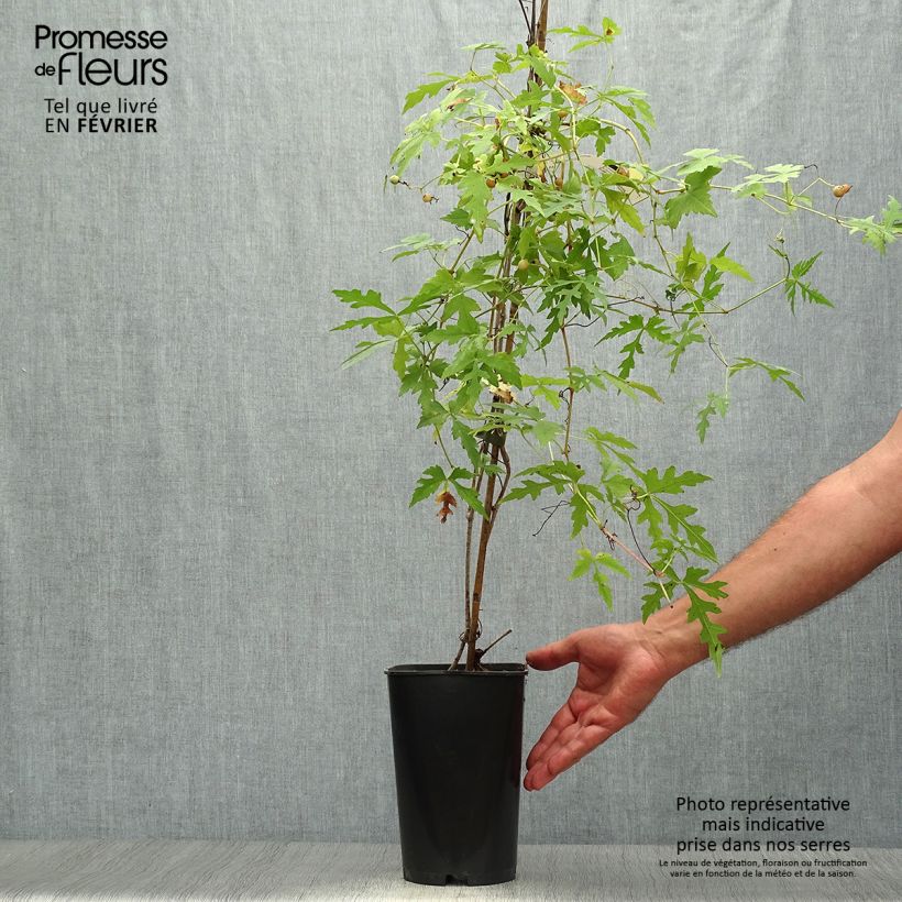 Exemplaar van Ampelopsis aconitifolia - Wingerd Pot van 2 l/3 l zoals geleverd in de herfst