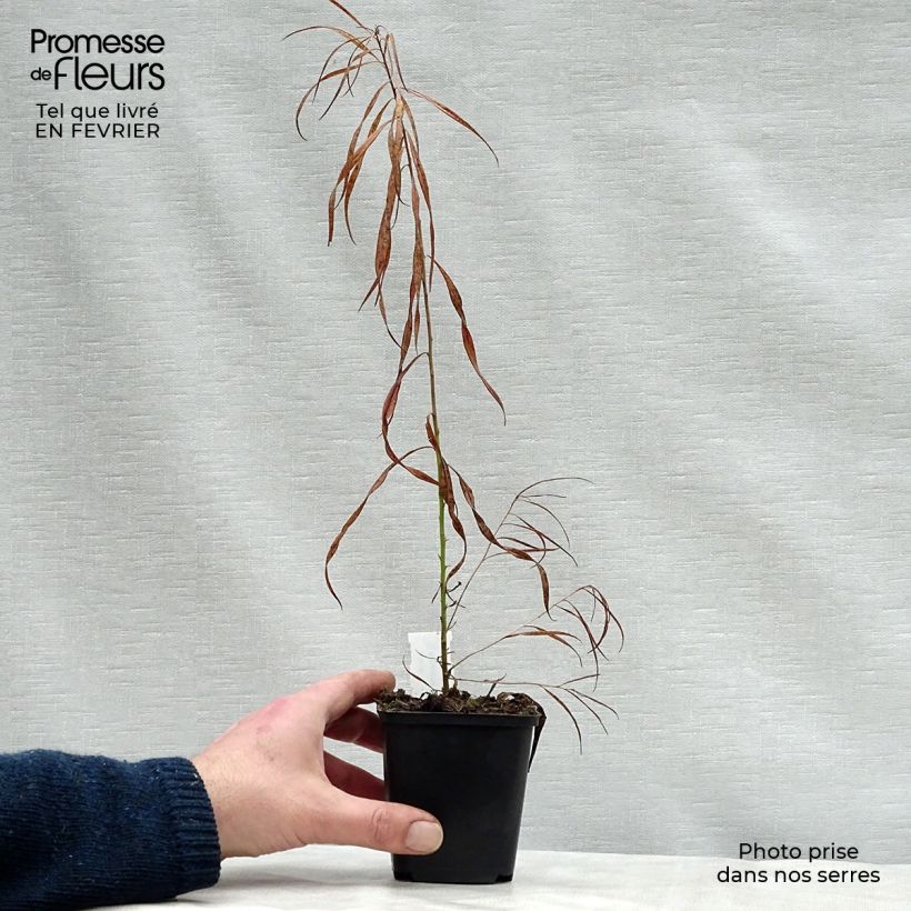 Example of Amsonia Ernst Pagels Kweekpotje van 8/9 cm as you get in hiver