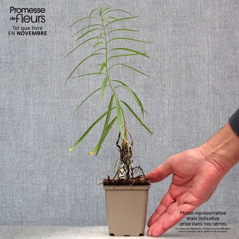 Exemplaar van Amsonia Ernst Pagels - Blauwe ster Kweekpotje van 8/9 cm zoals geleverd in de herfst