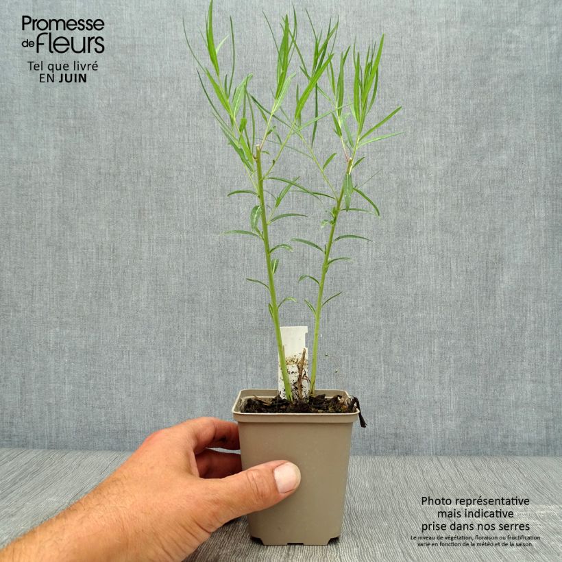 Exemplaar van Amsonia Ernst Pagels - Blauwe ster Kweekpotje van 8/9 cm zoals geleverd in de zomer