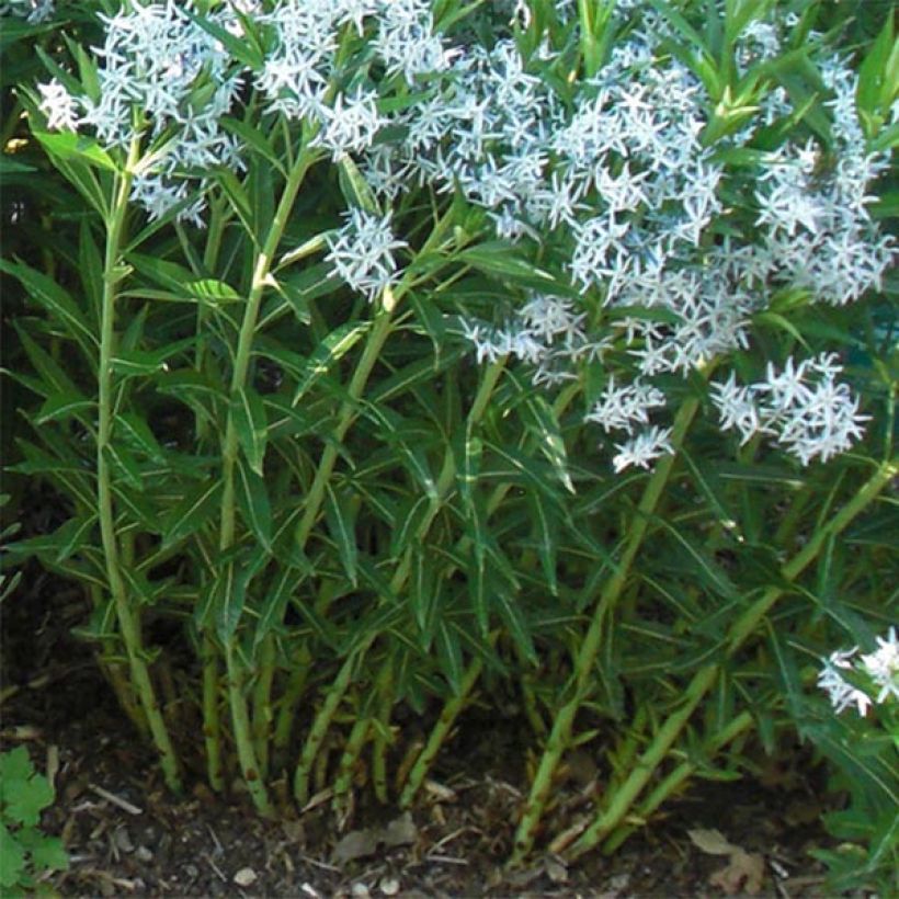Amsonia ciliata - Blauwe ster (Foliage)