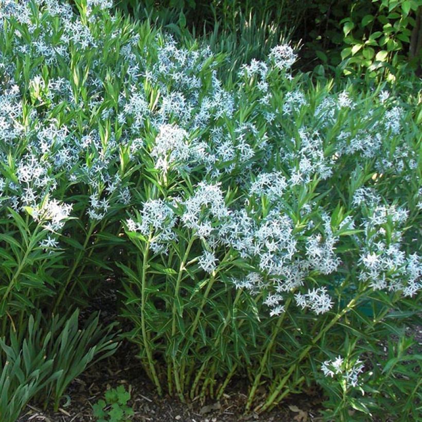 Amsonia ciliata - Blauwe ster (Flowering)