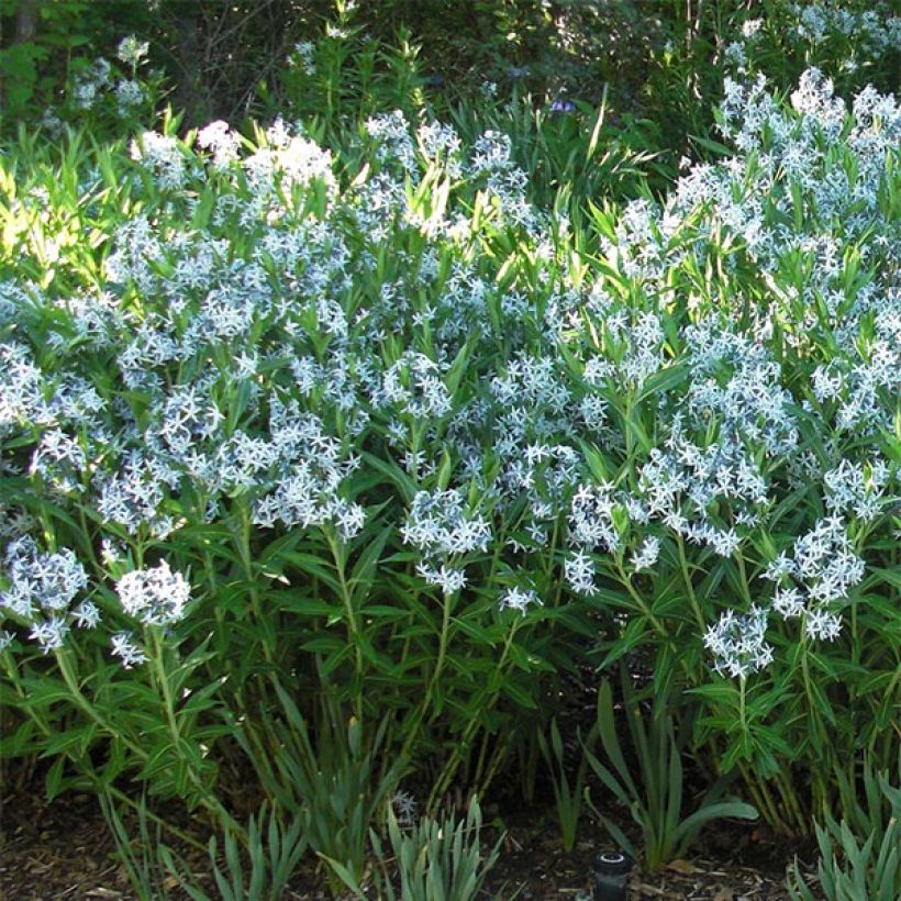 Amsonia ciliata - Blauwe ster (Plant habit)