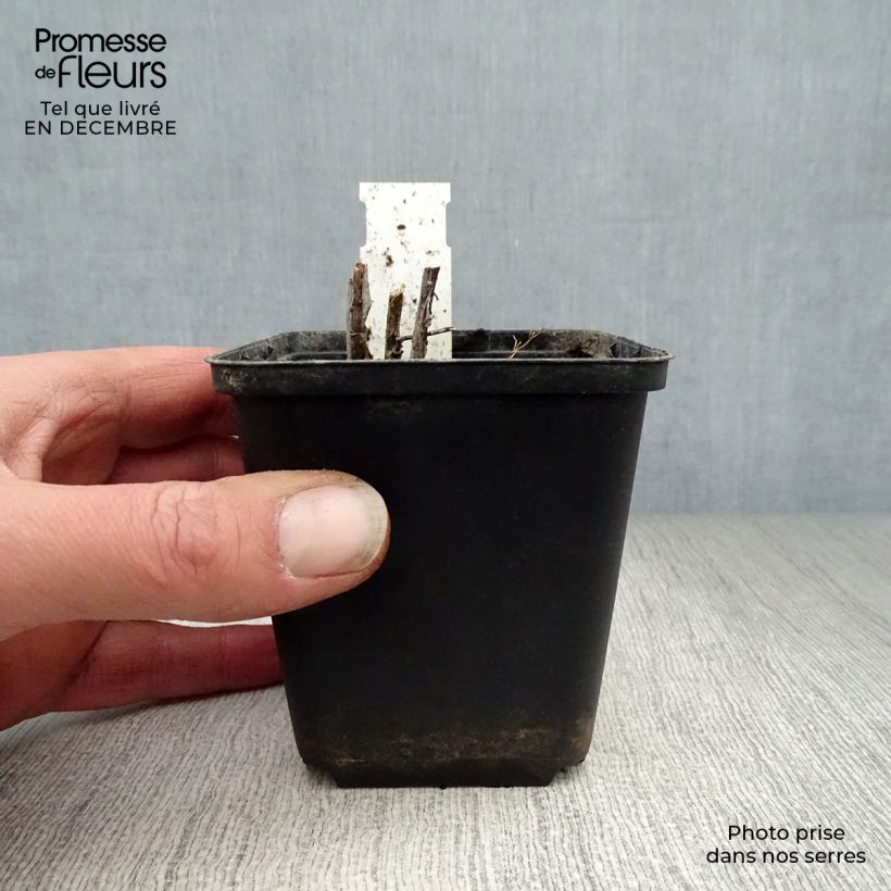 Example of Amsonia ciliata Kweekpotje van 8/9 cm as you get in hiver