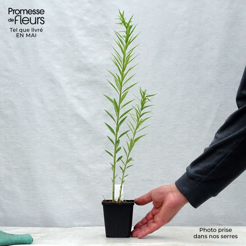 Exemplaar van Amsonia ciliata - Blauwe ster Kweekpotje van 8/9 cm zoals geleverd in de lente