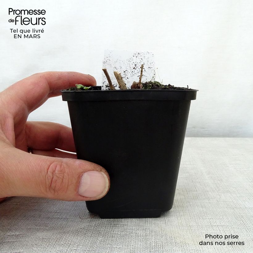 Exemplaar van Amsonia hubrichtii - Blauwe ster Kweekpotje van 8/9 cm zoals geleverd in de lente