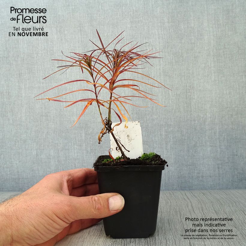 Exemplaar van Amsonia hubrichtii - Blauwe ster Kweekpotje van 8/9 cm zoals geleverd in de herfst