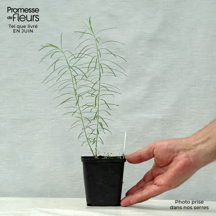 Exemplaar van Amsonia hubrichtii - Blauwe ster Kweekpotje van 8/9 cm zoals geleverd in de zomer