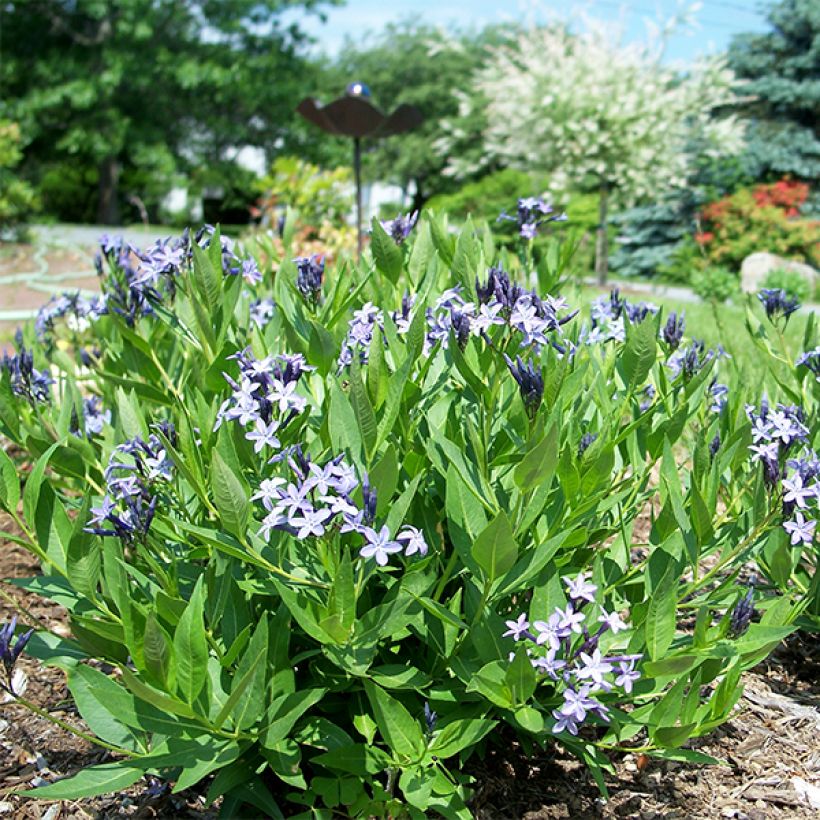Amsonia Blue Ice - Blauwe ster (Plant habit)