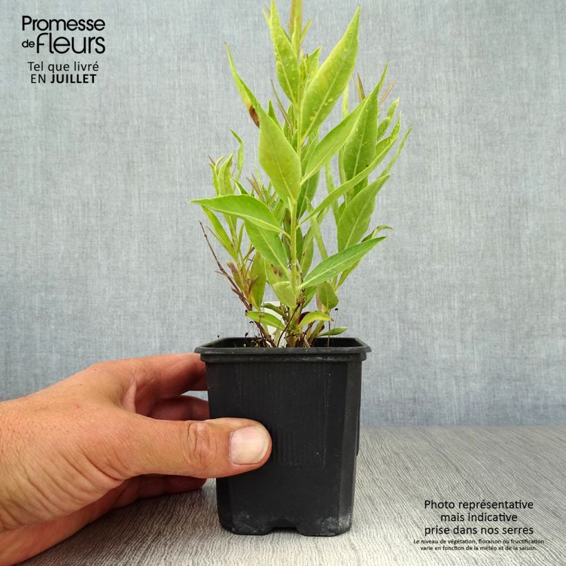Exemplaar van Amsonia Blue Ice - Blauwe ster Kweekpotje van 8/9 cm zoals geleverd in de zomer