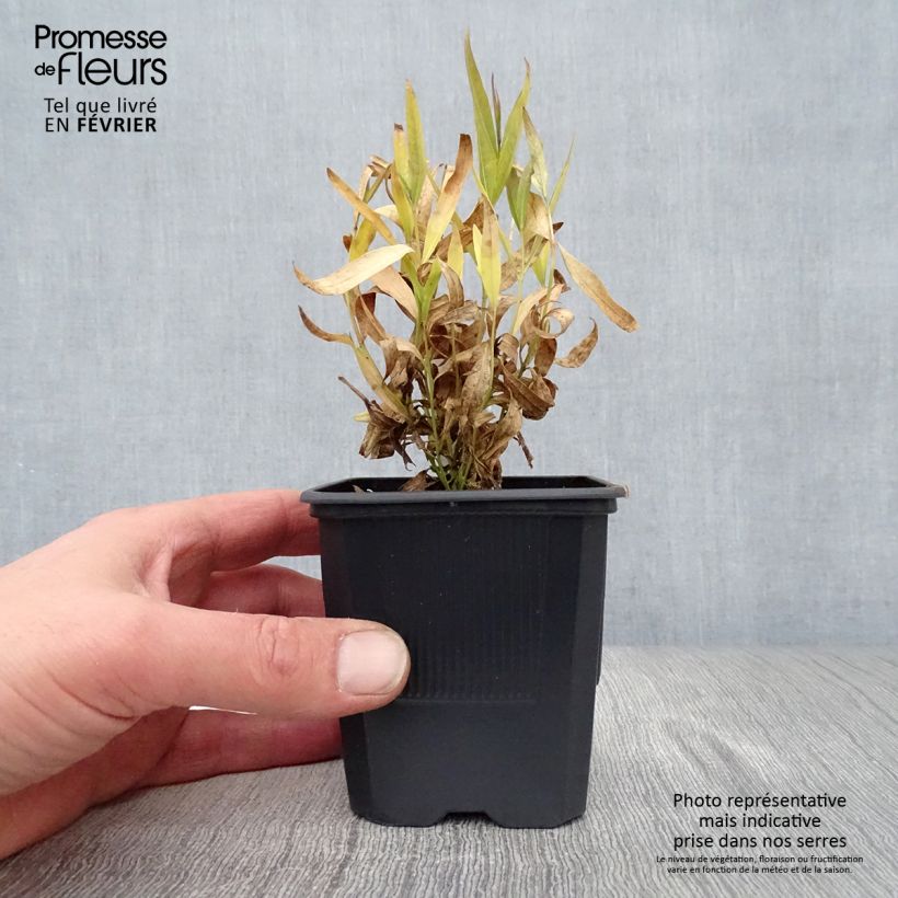 Example of Amsonia Blue Ice - Blauwe ster Kweekpotje van 8/9 cm as you get in hiver