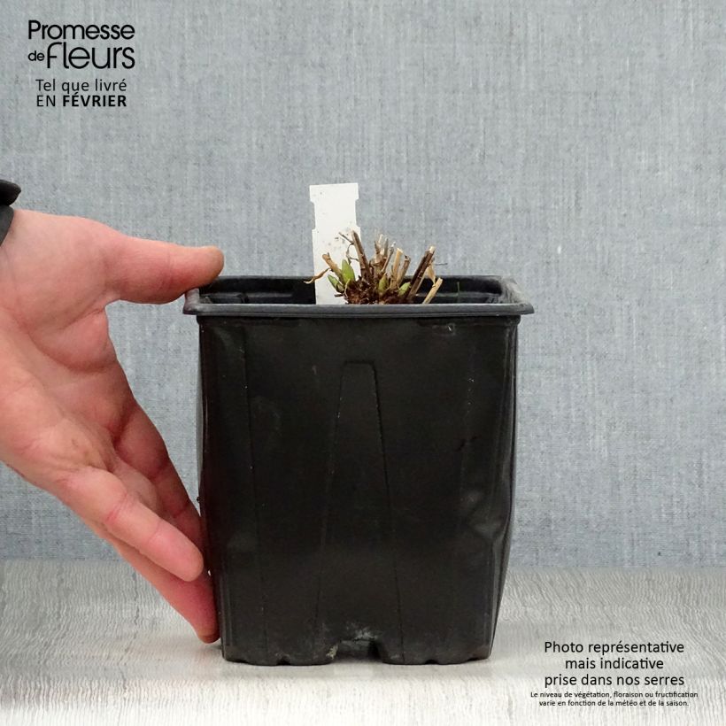 Example of Amsonia Blue Ice - Blauwe ster Pot van 2 l/3 l as you get in hiver