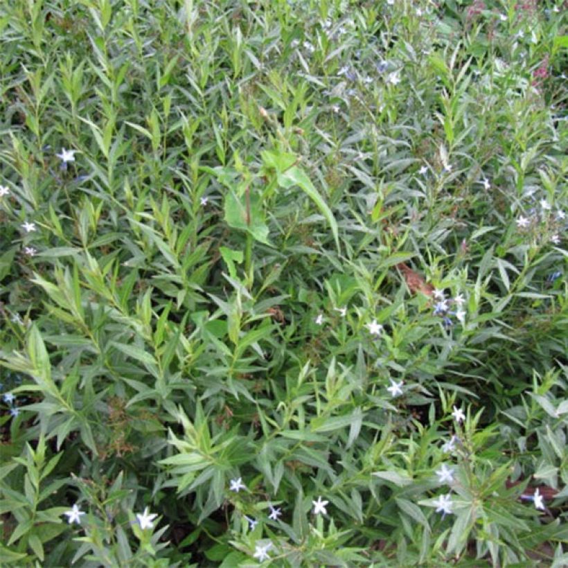 Amsonia orientalis - Blauwe ster (Foliage)