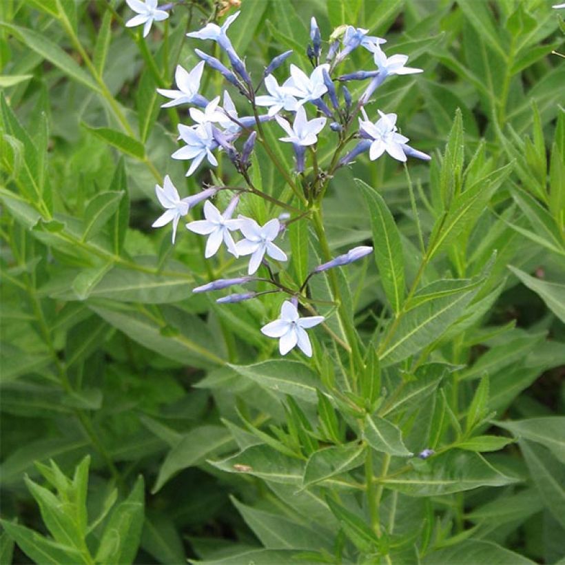 Amsonia orientalis - Blauwe ster (Flowering)