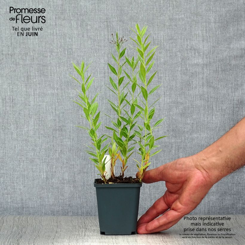 Exemplaar van Amsonia orientalis - Blauwe ster Kweekpotje van 8/9 cm zoals geleverd in de zomer