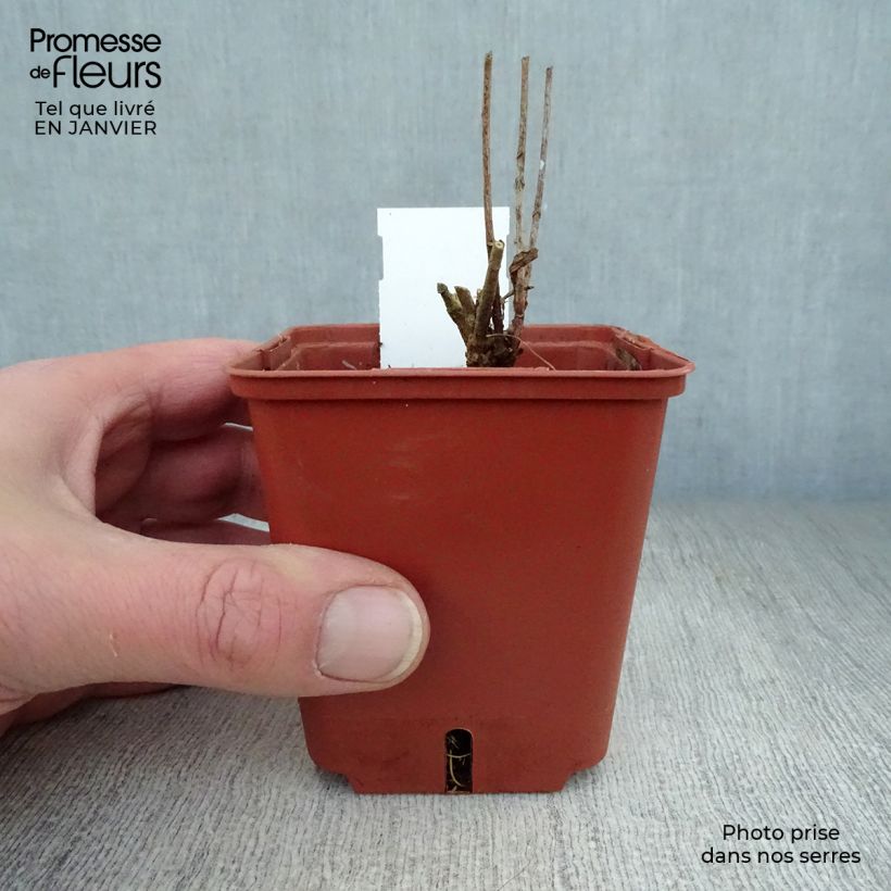 Example of Amsonia orientalis Kweekpotje van 8/9 cm as you get in hiver