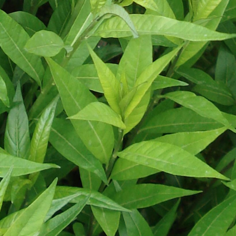 Amsonia tabernaemontana var. salicifolia - Blauwe ster (Foliage)