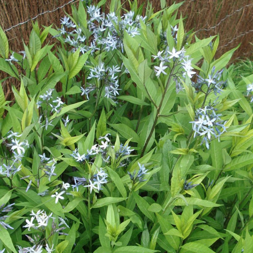 Amsonia tabernaemontana var. salicifolia - Blauwe ster (Plant habit)