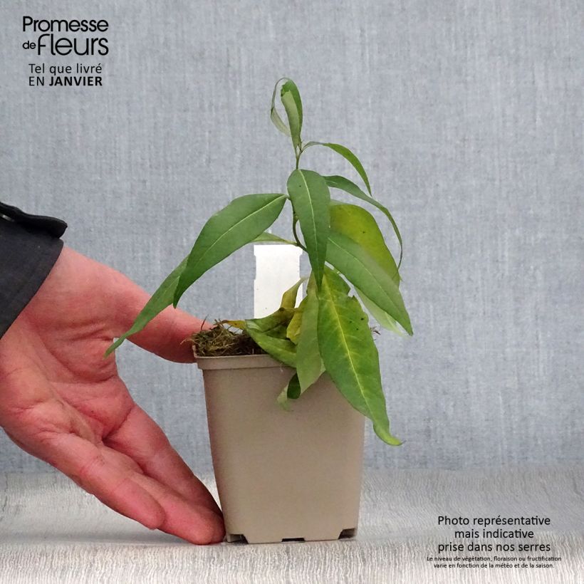 Example of Amsonia tabernaemontana var. salicifolia Kweekpotje van 8/9 cm as you get in hiver