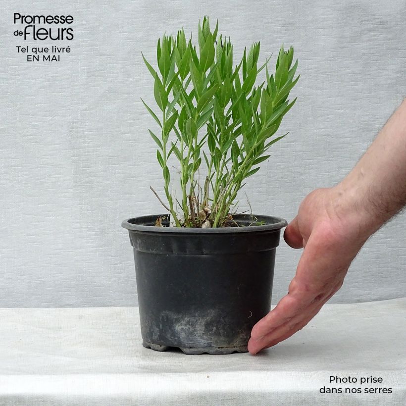 Exemplaar van Amsonia Blue Ice - Blauwe ster Kweekpotje van 8/9 cm zoals geleverd in de lente