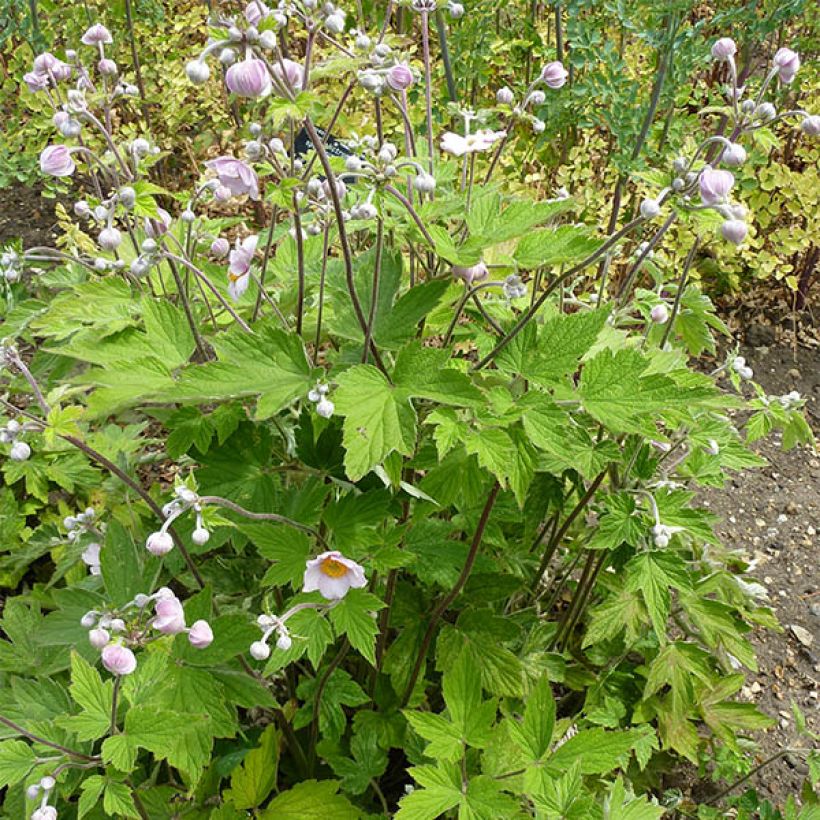 Anemone tomentosa Septemberglanz - Herfstanemoon (Plant habit)