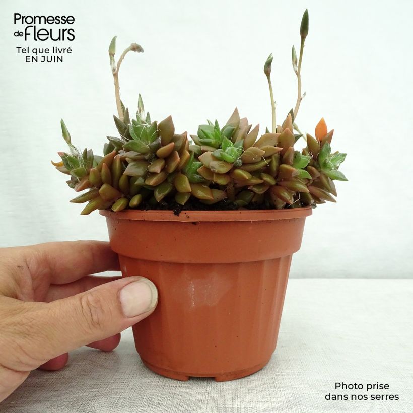 Exemplaar van Anacampseros filamentosa Pot van 12 cm / 13 cm zoals geleverd in de zomer