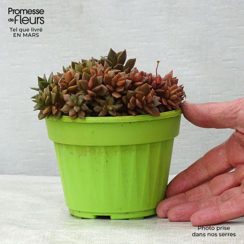 Exemplaar van Anacampseros filamentosa Pot van 12 cm / 13 cm zoals geleverd in de lente