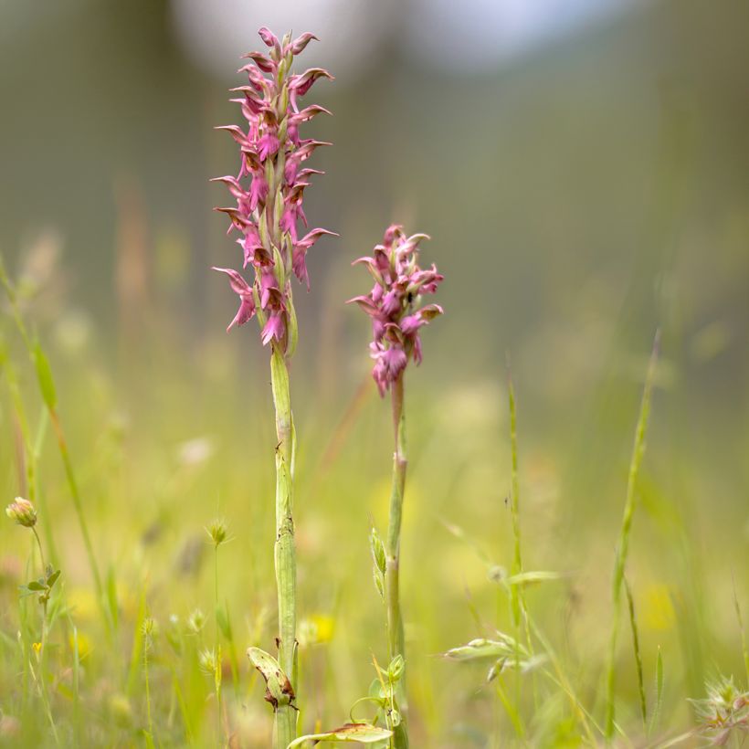 Anacamptis sancta - Heilige orchis (Groeiplaats)