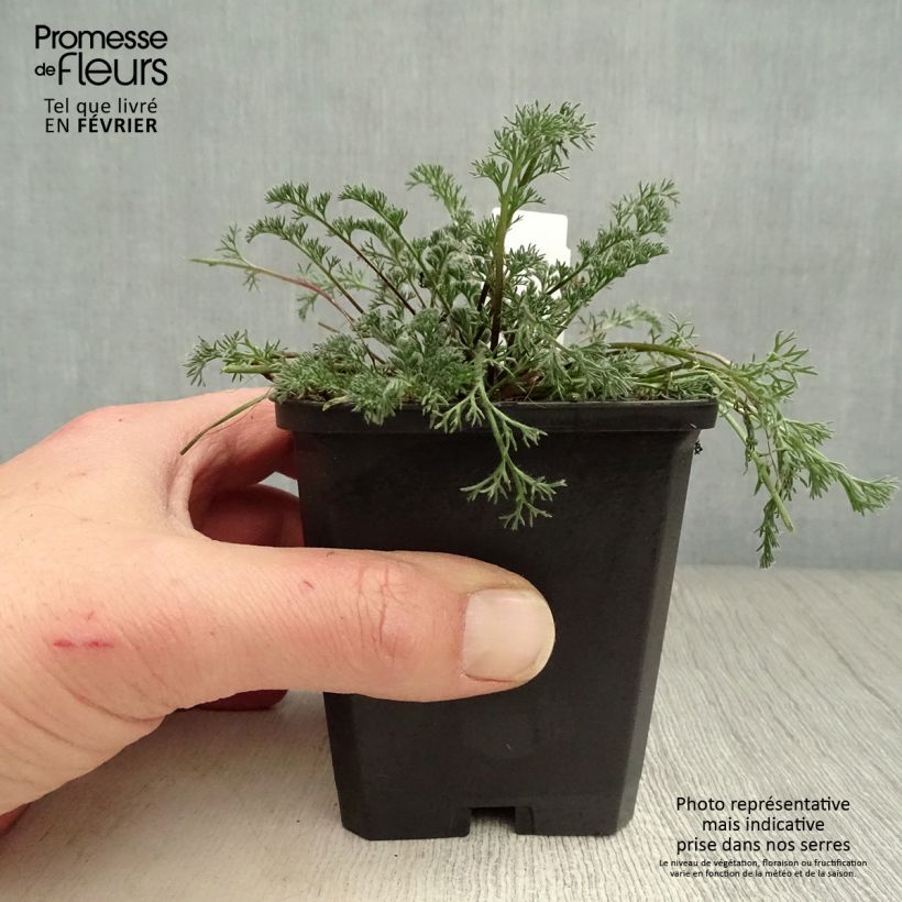 Example of Anacyclus pyrethrum var depressus - Pyrèthre d'Afrique Kweekpotje van 8/9 cm as you get in hiver