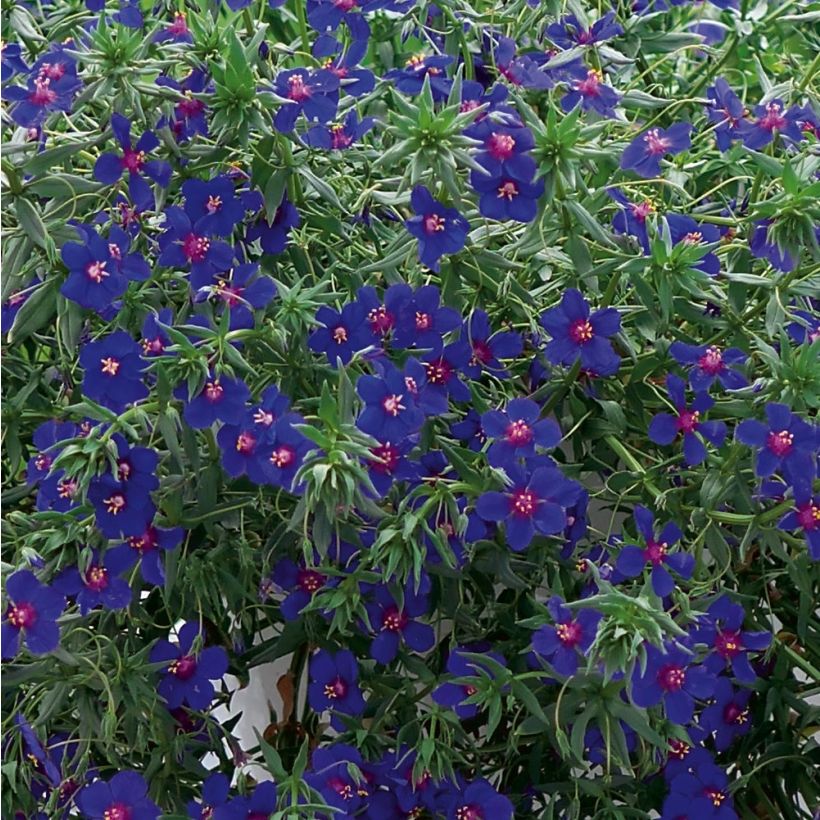 Anagallis monelli subsp linifolia Skylover - Blauw guichelheil (Foliage)