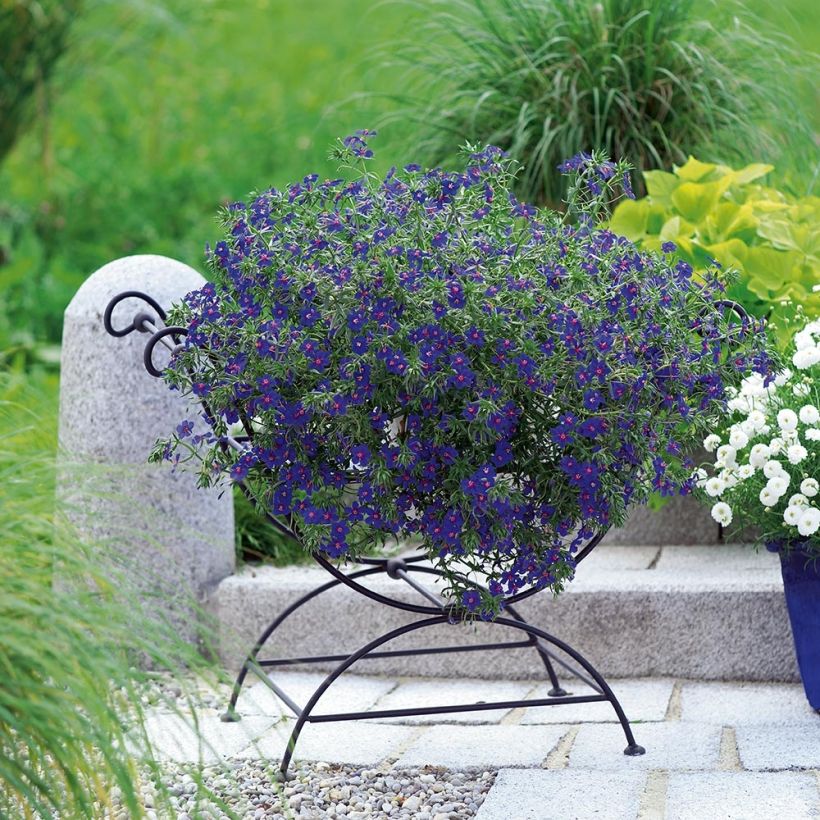 Anagallis monelli subsp linifolia Skylover - Blauw guichelheil (Plant habit)