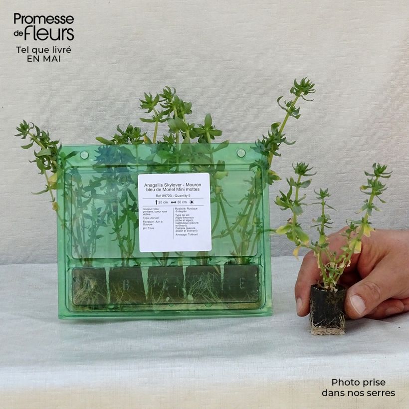Example of Anagallis Skylover - Mouron bleu de Monel Mini mottes Mini-mot Ø 3/4 cm as you get in printemps