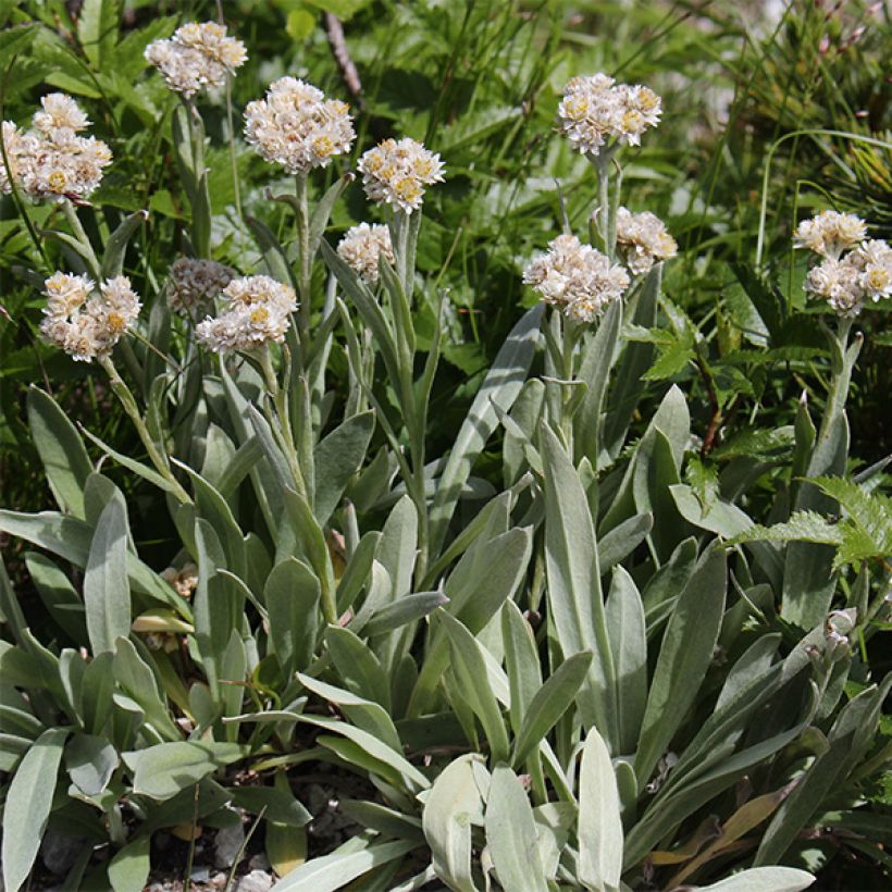 Anaphalis alpicola - Witte knoop (Flowering)