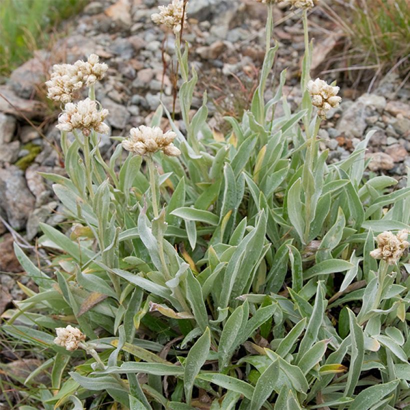 Anaphalis alpicola - Witte knoop (Plant habit)