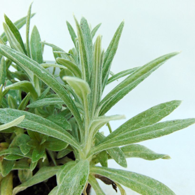 Anaphalis margaritacea Neuschnee - Witte knoop (Foliage)