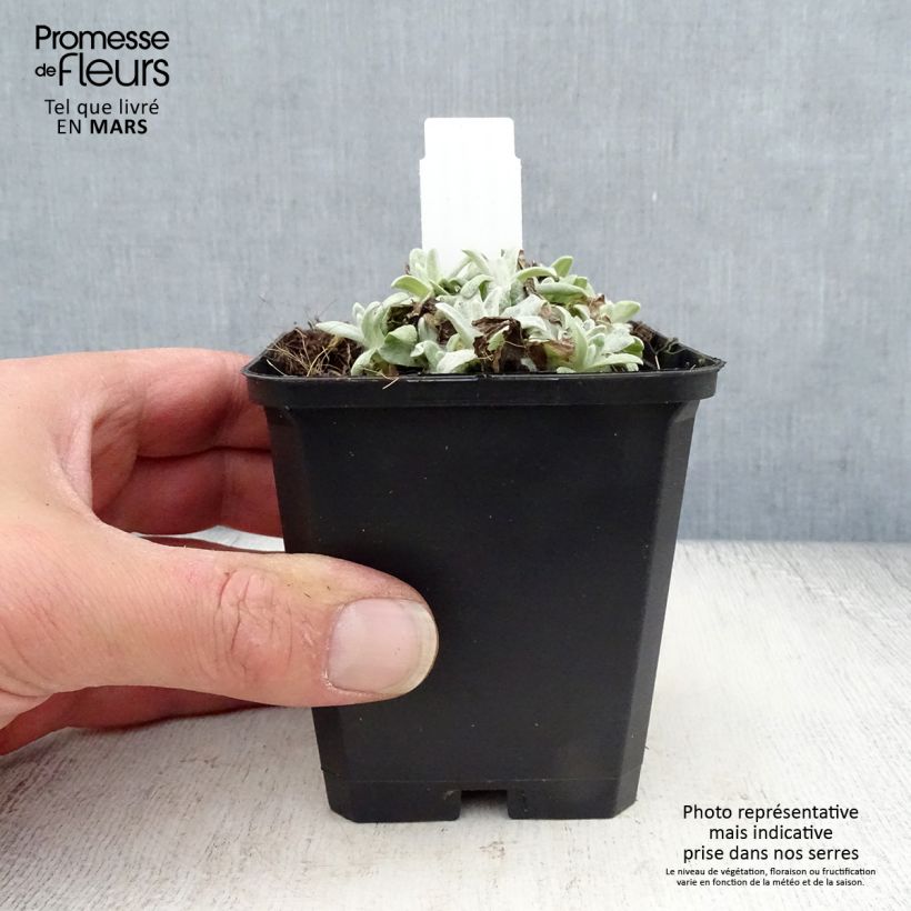 Exemplaar van Anaphalis margaritacea Neuschnee - Witte knoop Kweekpotje van 8/9 cm zoals geleverd in de lente