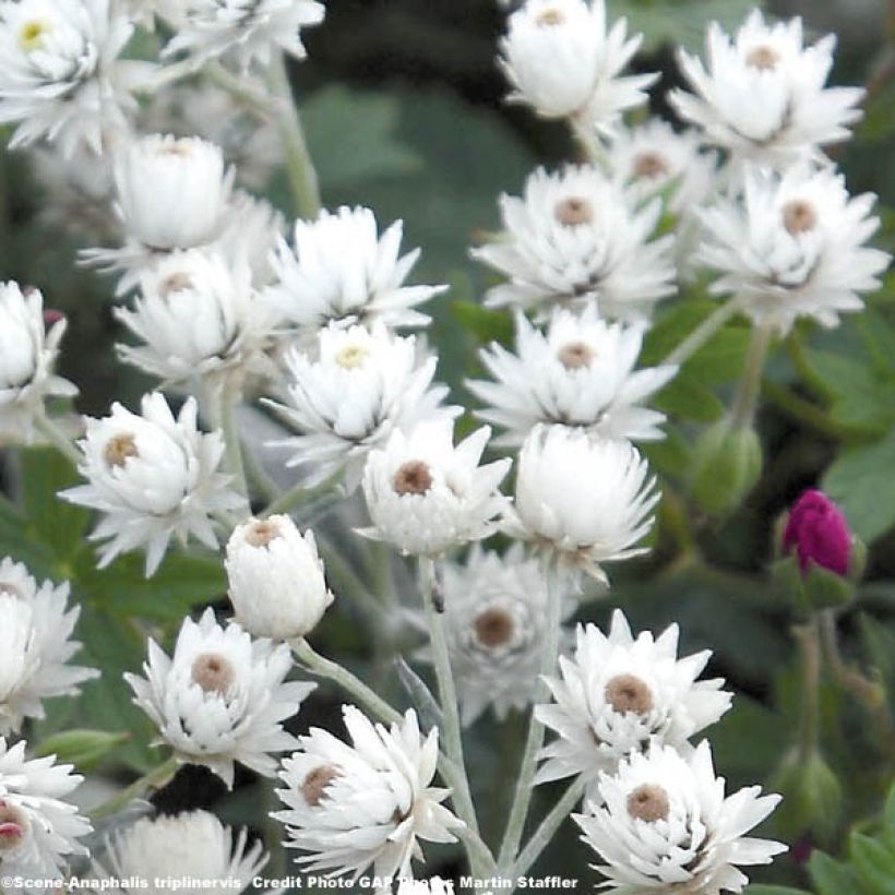 Anaphalis triplinervis - Witte knoop (Flowering)