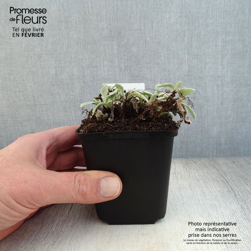 Example of Anaphalis triplinervis - Immortelle de l'Himalaya Kweekpotje van 8/9 cm as you get in hiver