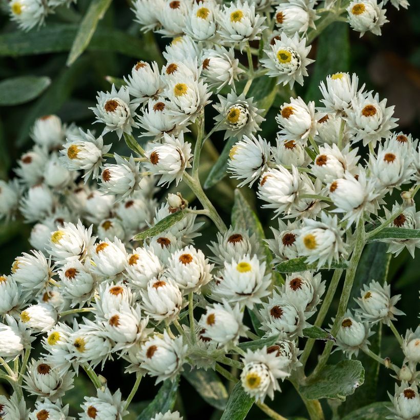 Anaphalis triplinervis Sommerschnee - Witte knoop (Bloei)