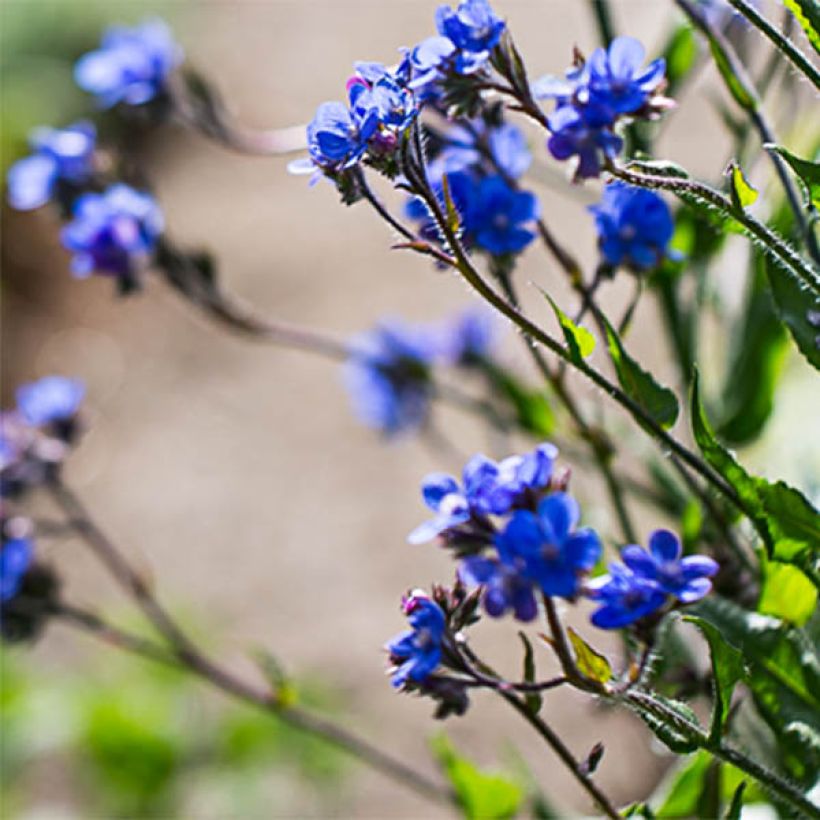 Anchusa azurea Dropmore - Italiaanse ossentong (Flowering)