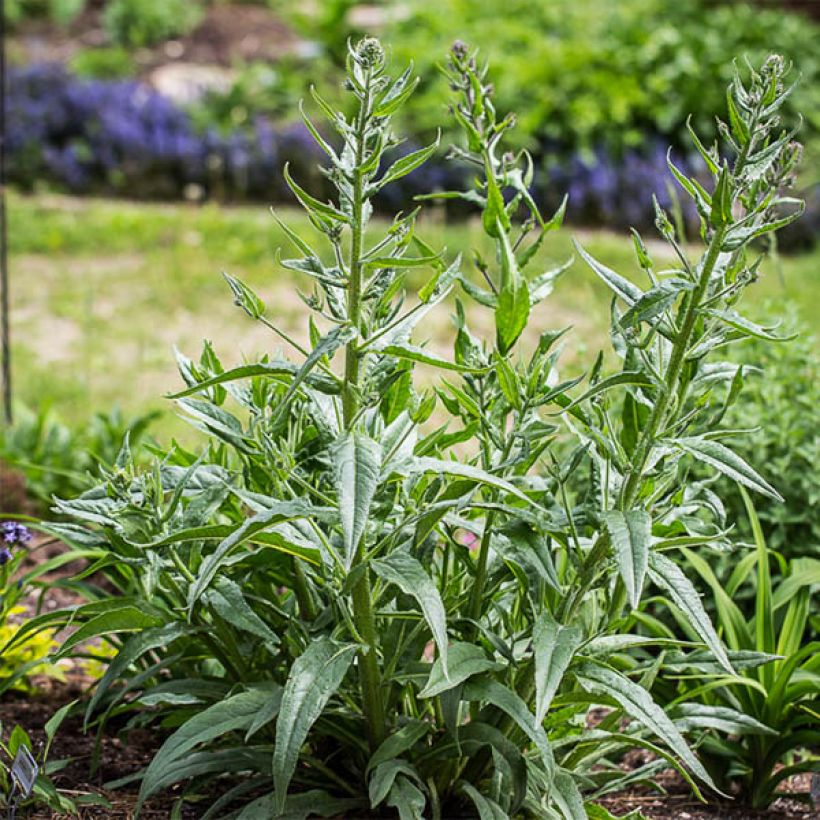Anchusa azurea Dropmore - Italiaanse ossentong (Plant habit)