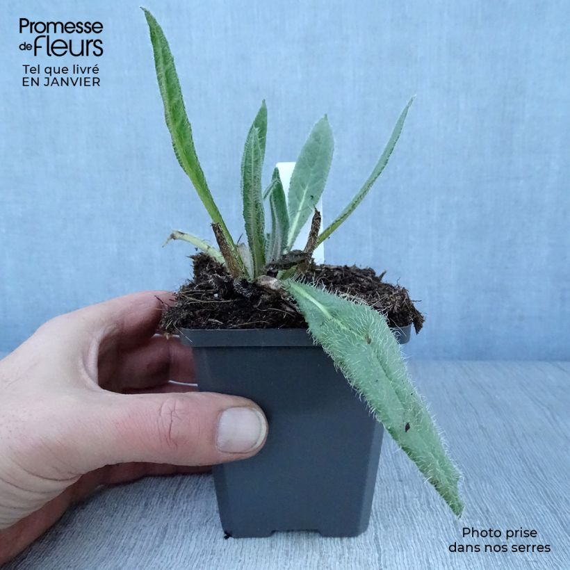 Example of Anchusa azurea Dropmore - Buglosse d'Italie Kweekpotje van 8/9 cm as you get in hiver