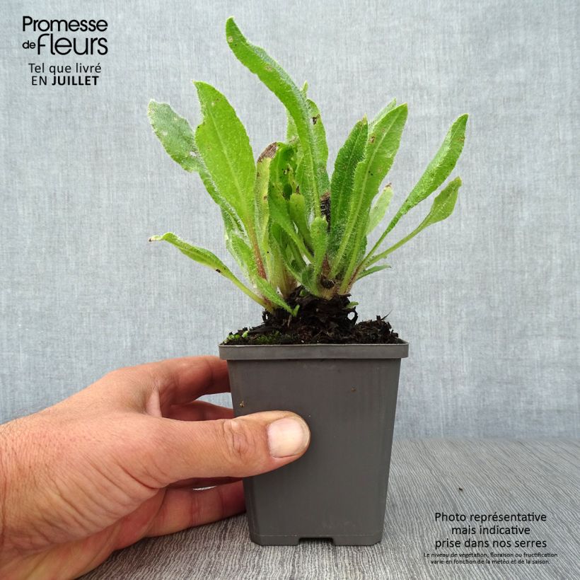 Exemplaar van Anchusa azurea Dropmore - Italiaanse ossentong Kweekpotje van 8/9 cm zoals geleverd in de zomer