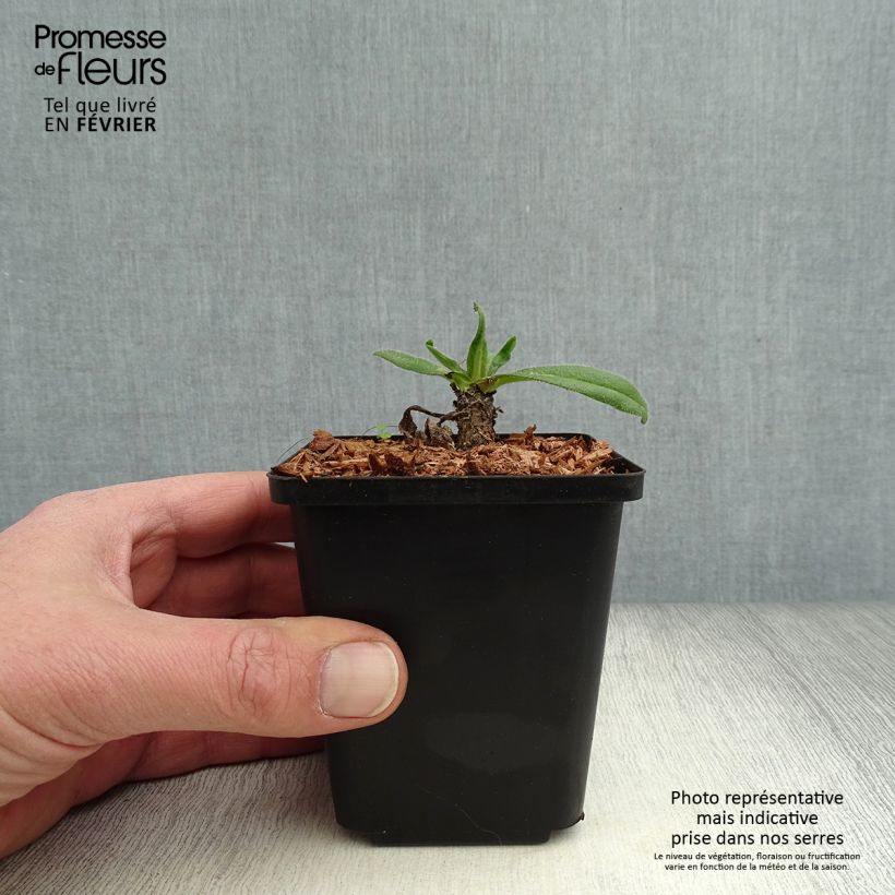 Example of Anchusa azurea Loddon Royalist - Buglosse d'Italie Kweekpotje van 8/9 cm as you get in hiver