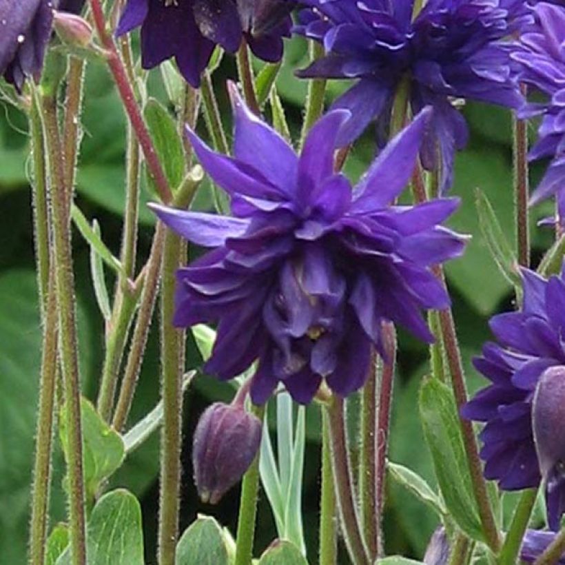 Akelei Blue Barlow - Aquilegia vulgaris (Flowering)