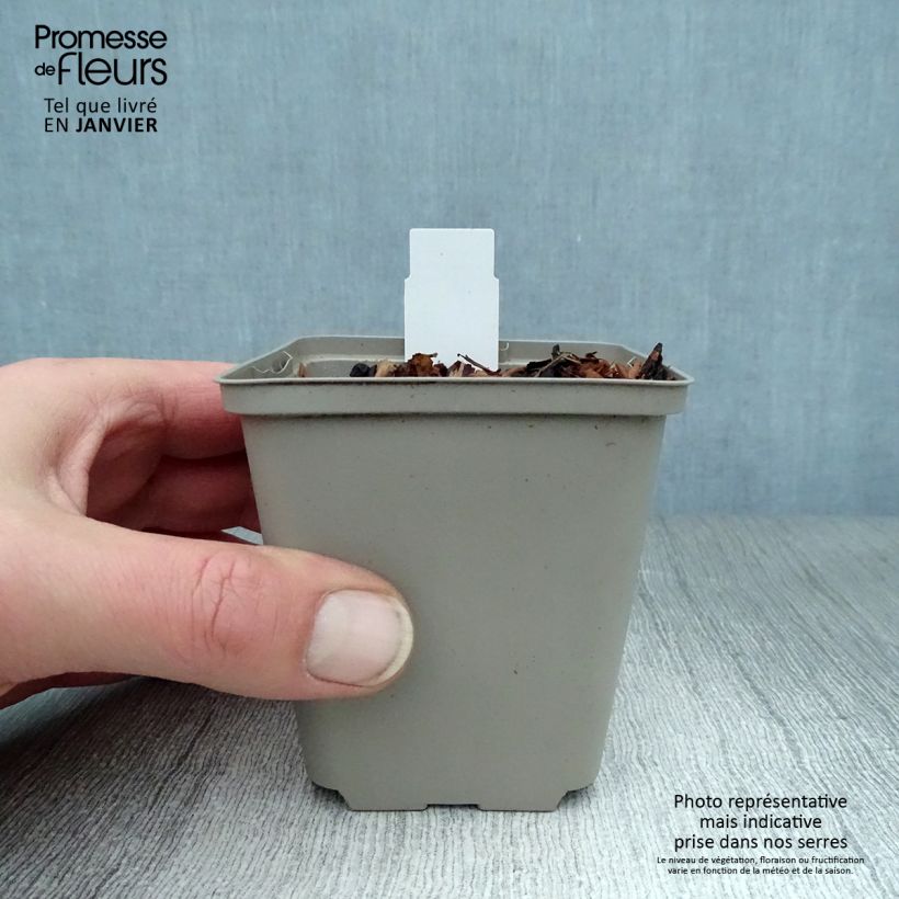 Example of Aquilegia atrata - Donkere akelei Kweekpotje van 8/9 cm as you get in hiver