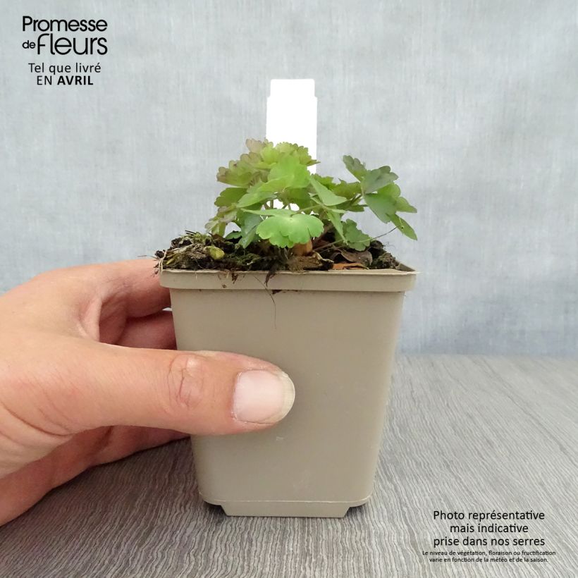 Exemplaar van Aquilegia atrata - Donkere akelei Kweekpotje van 8/9 cm zoals geleverd in de lente