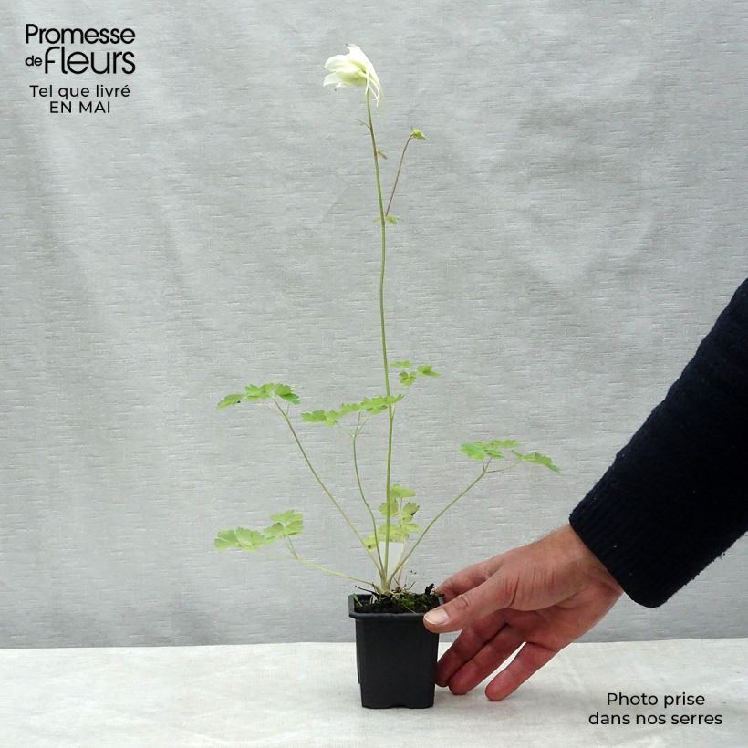 Exemplaar van Akelei Kristall - Aquilegia caerulea Kweekpotje van 8/9 cm zoals geleverd in de lente