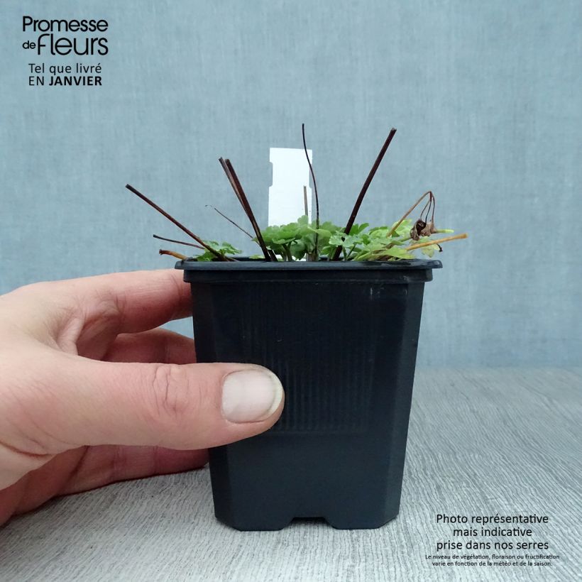 Example of Akelei Kristall - Aquilegia caerulea Kweekpotje van 8/9 cm as you get in hiver